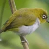 8 Fakta Menarik Tentang Burung Kacamata, Jenis Burung Pengicau yang Sangat Disukai Oleh Banyak Orang Karena Su