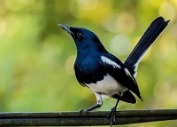 7 Fakta Menarik Burung Kacer, Ketahuilah Terlebih Dahulu Sebelum Memeliharanya