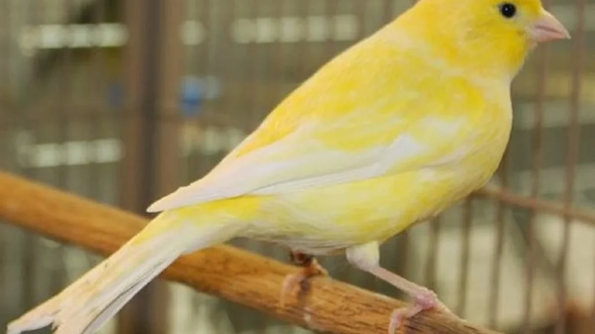20 Fakta Tentang Burung Kenari, Burung Kicau yang Sangat Terkenal dan Sangat indah 