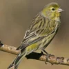 20 Fakta Menarik Burung Serinus canaria, Jenis Burung Kenari yang Sangat Unik