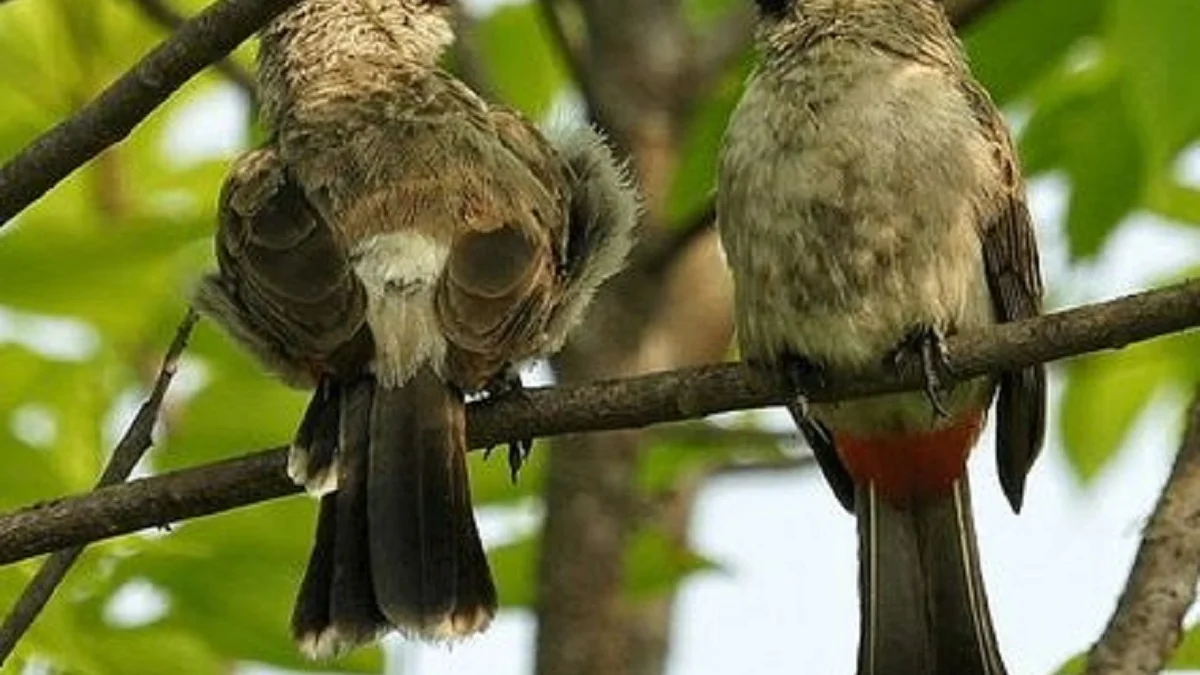 10 Fakta Mengenai Burung Kutilang, Burung yang Memiliki Suara Nyayian yang Sangat Merdu 