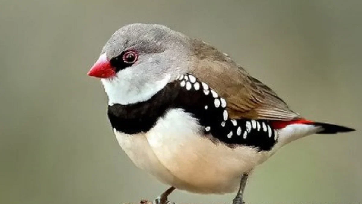 20 Fakta Menarik Tentang Burung Diamond Firetail, Burung yang Berasal dari Australia yang Sangat Indah 