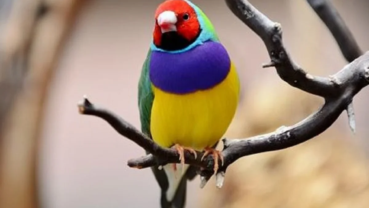 20 Fakta Menarik Burung Chloebia gouldiae, Spesies Burung Pipit yang Memiliki Warna yang Sangat Mencolok 