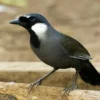 6 Fakta Mengenai Burung Poksay, Sering Dijadikan Burung Peliharaan Karena Suara Kicauannya