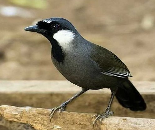 6 Fakta Mengenai Burung Poksay, Sering Dijadikan Burung Peliharaan Karena Suara Kicauannya