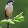 8 Fakta Tentang Burung Shirike, Burung yang Memiliki Suara yang Sangat Unik 