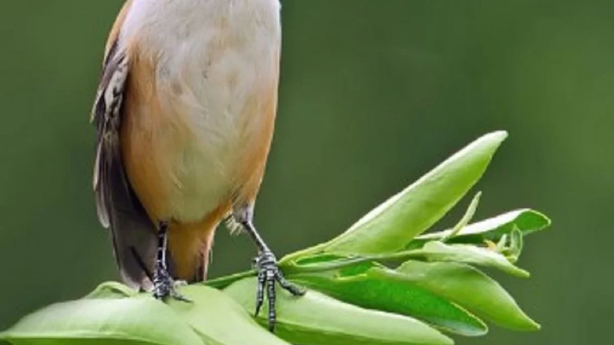 8 Fakta Tentang Burung Shirike, Burung yang Memiliki Suara yang Sangat Unik 