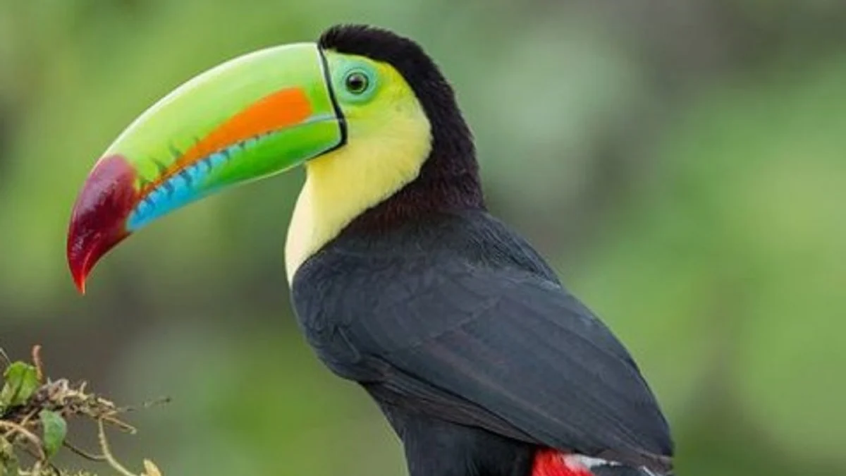 10 Fakta Tentang Burung Tukan, Burung yang Sangat Populer di Dunia Baik di Dunia Animasi Maupun Nyata 