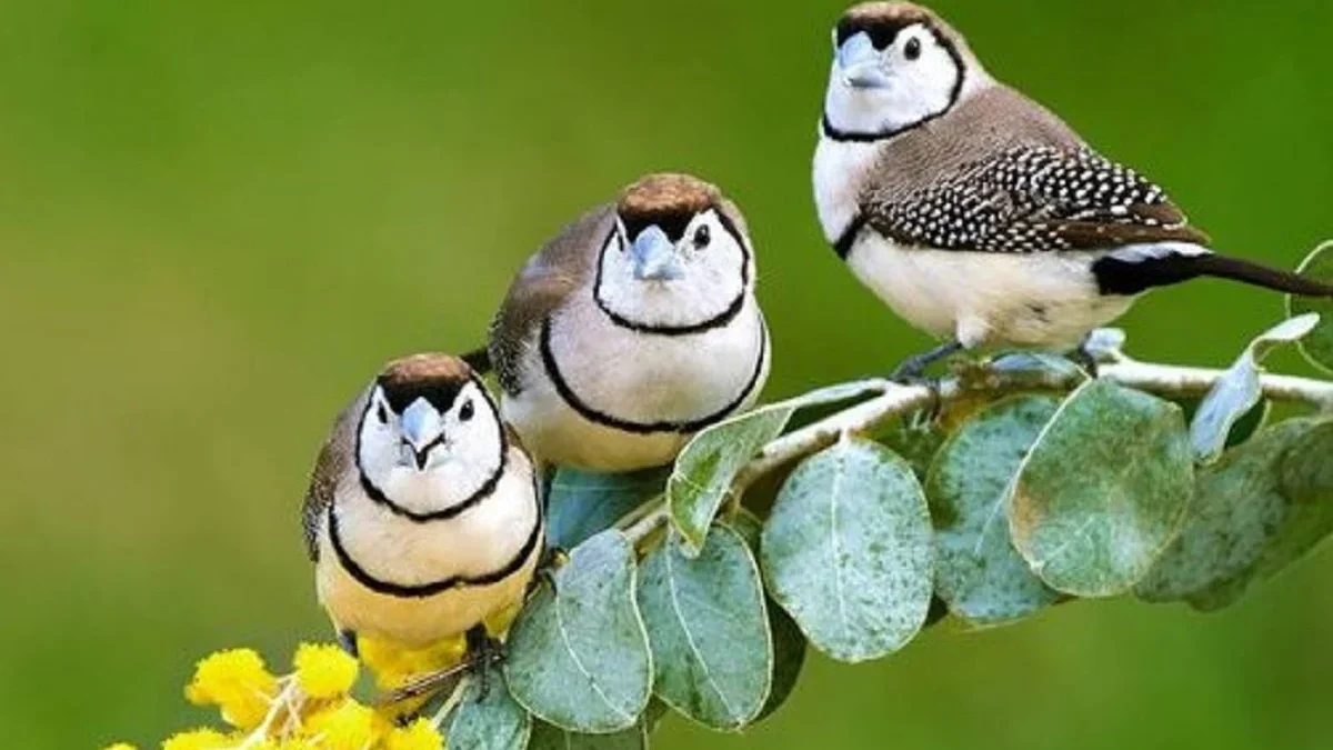 20 Fakta Menarik Burung Taeniopygia bichenovii, Burung pipit yang Sangat Eksotis 