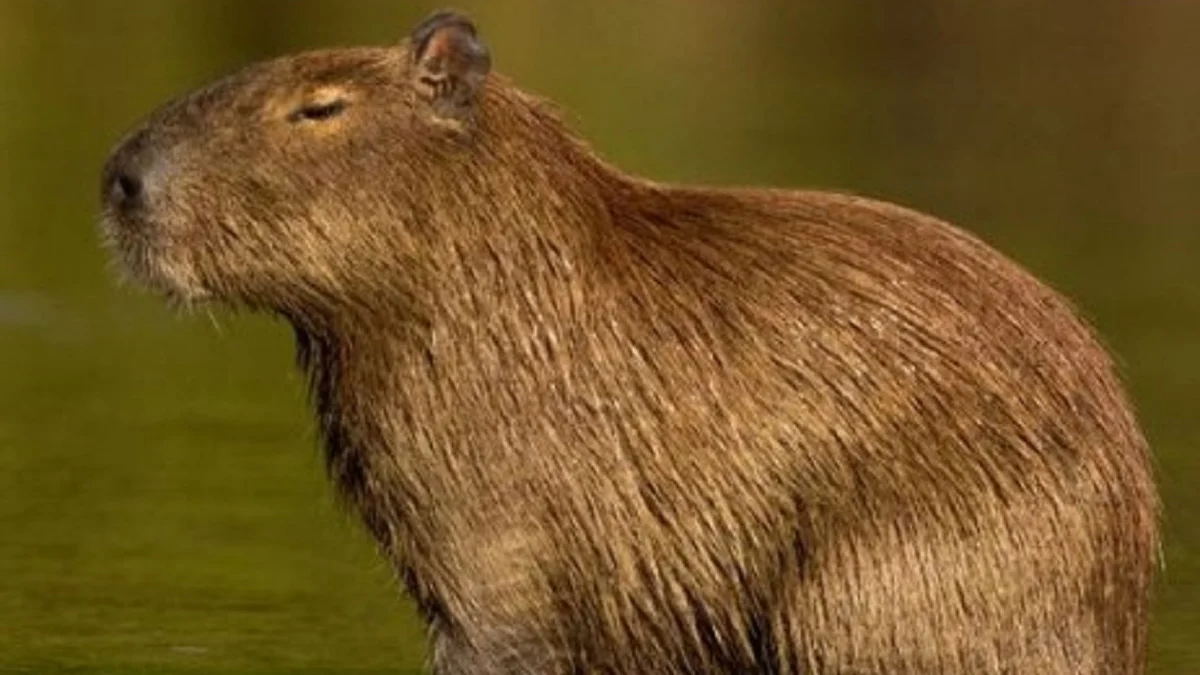 10 Fakta Mengenai Capybara Hewan Semi Aquatik yang Sangat Suka Hidup Berkelompok 