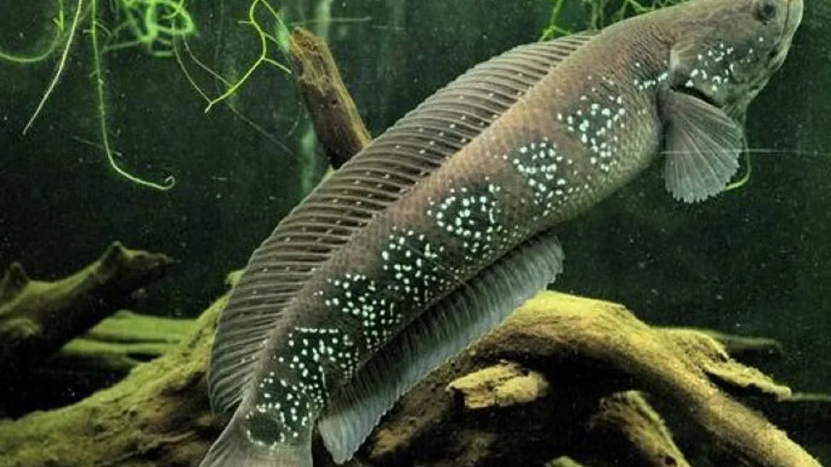 11 Fakta Tentang Ikan Channa Asiatica, Jenis Ikan Channa yang Sangat Populer dikalangan Pecinta Ikan Hias Pred