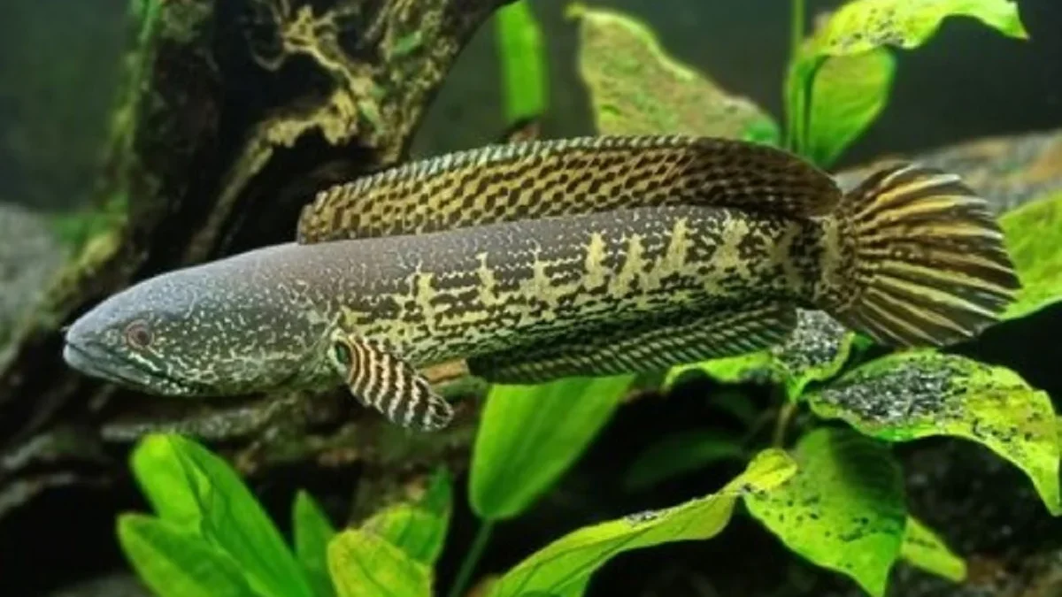 10 Fakta Tentang Ikan Channa Auranti Jenis Ikan Channa yang Sangat Populer dan juga Eksotis 
