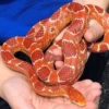 15 Fakta Tentang Ular Corn Snake, Jenis Ular yang Sangat Populer Dikalangan Pecinta Reptile 