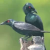 8 Fakta Tentang Burung Aplonis panayensis atau Burung Cucak Keling yang Sangat Hitam 