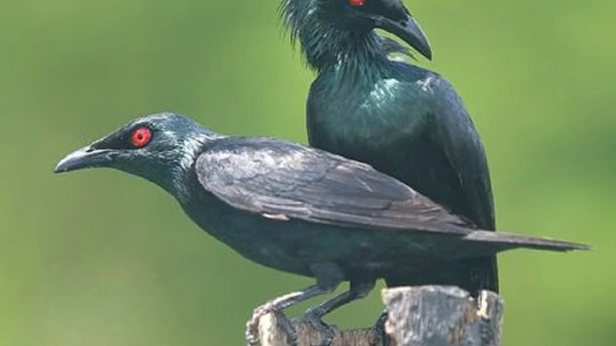 8 Fakta Tentang Burung Aplonis panayensis atau Burung Cucak Keling yang Sangat Hitam 
