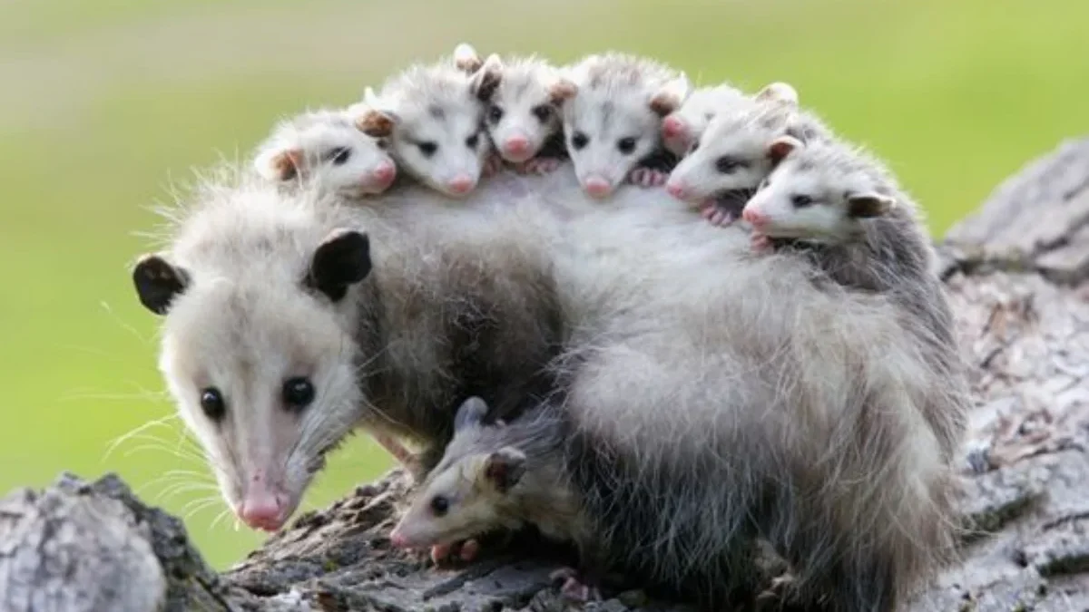 Opossum: Si Mungil Berkantung dengan Fakta Menakjubkan