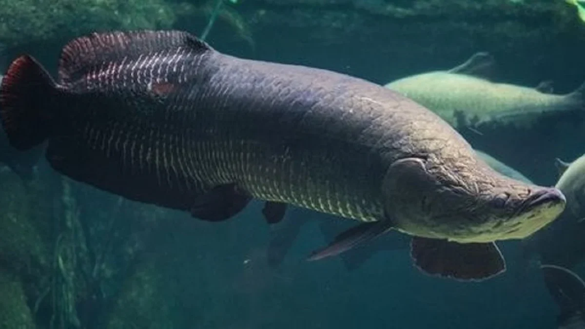 8 Ikan Predator Air Tawar Terbesar di dunia, Ada Ikan Gigi Besar Juga Loh