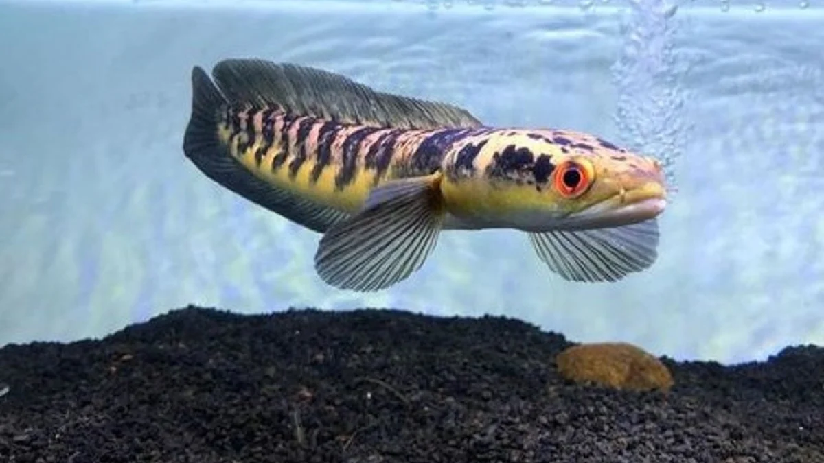 20 Fakta Tentang Ikan Channa Maru Yellow Sentarum, Ikan Predator yang Memiliki Corak yang Sangat Beragam 