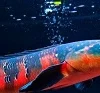 10 Fakta Menarik Ikan Channa Red Barito, Ikan Predator Asli Indonesia yang Memiliki Warna yang Sangat Cantik