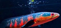 10 Fakta Menarik Ikan Channa Red Barito, Ikan Predator Asli Indonesia yang Memiliki Warna yang Sangat Cantik