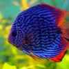 15 Fakta Mengenai Ikan Discus, Ikan Hias yang Sangat Cantik 