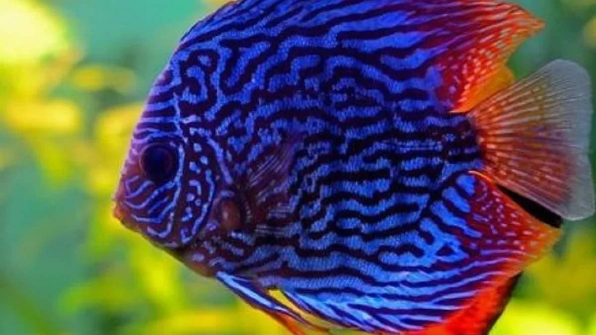 15 Fakta Mengenai Ikan Discus, Ikan Hias yang Sangat Cantik 
