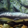 20 Fakta Menarik Tentang Ikan Toman, Ikan Predator yang Sangat Tangguh dan Juga Memiliki Ukuran Tubuh yang San