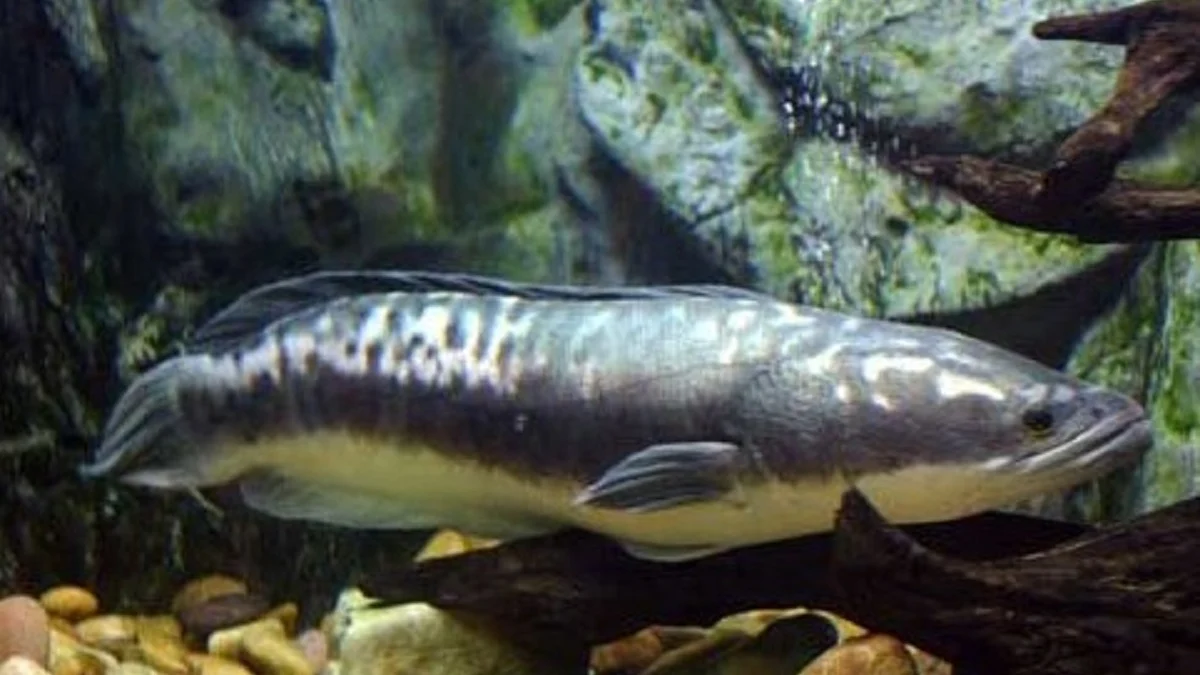 20 Fakta Menarik Tentang Ikan Toman, Ikan Predator yang Sangat Tangguh dan Juga Memiliki Ukuran Tubuh yang San