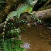 12 Fakta Menarik Tentang Chinese Water Dragon, Kadal yang Biasa Dipelihara Oleh Pecinta Reptil Eksotis 