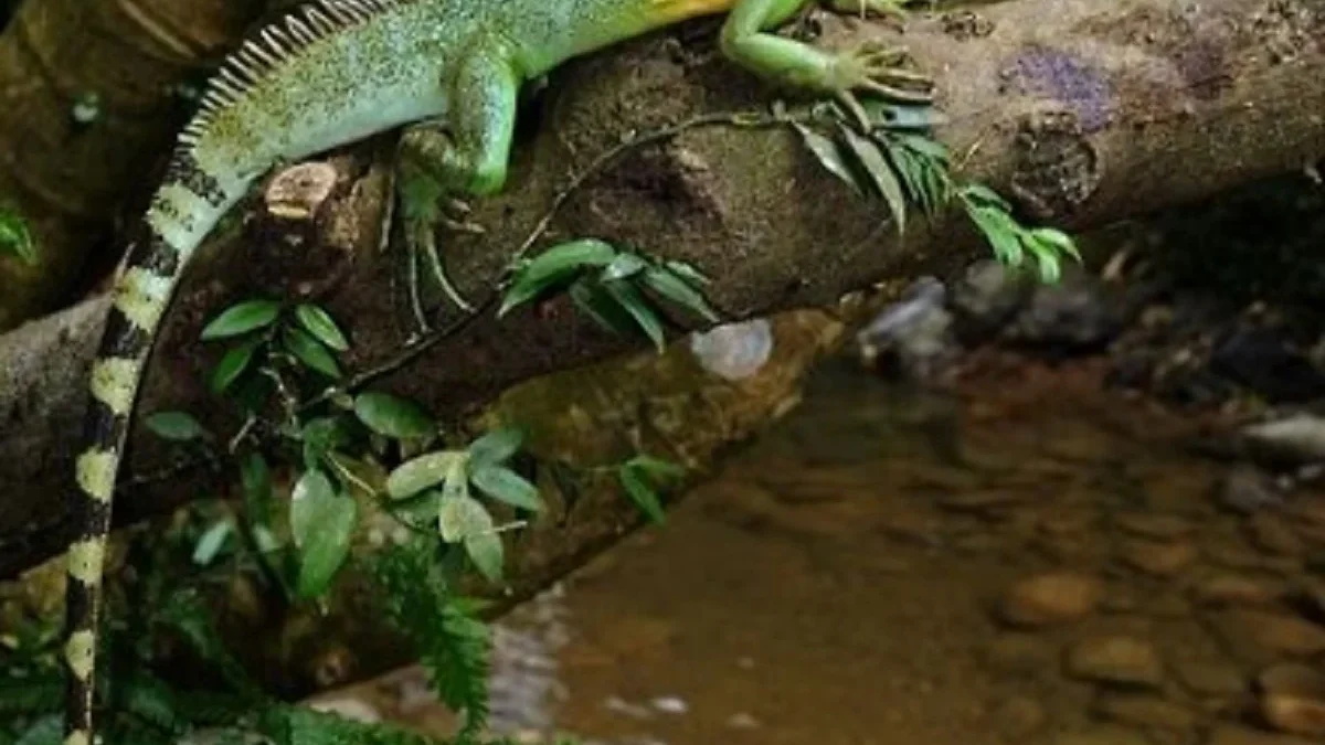 12 Fakta Menarik Tentang Chinese Water Dragon, Kadal yang Biasa Dipelihara Oleh Pecinta Reptil Eksotis 