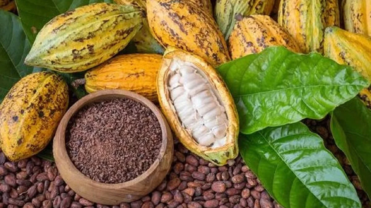 10 Fakta Tentang Buah Kakao, Buah Bahan Baku Coklat yang Sangat Terkenal 