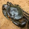 7 Fakta Menarik Tentang Giant Mangrove Crab, Jenis Kepiting Bakau Terbesar 