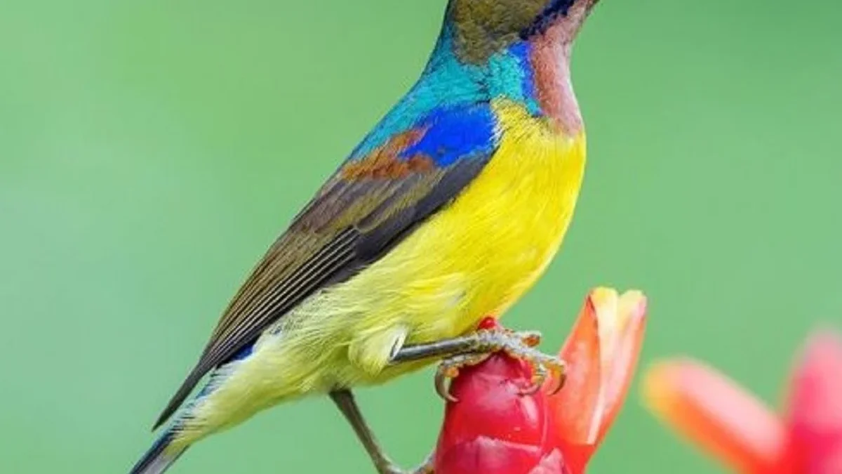 8 Fakta Mengenai Burung Anthreptes malacensis, Burung Penghisap Madu yang Memiliki Warna yang Cantik 