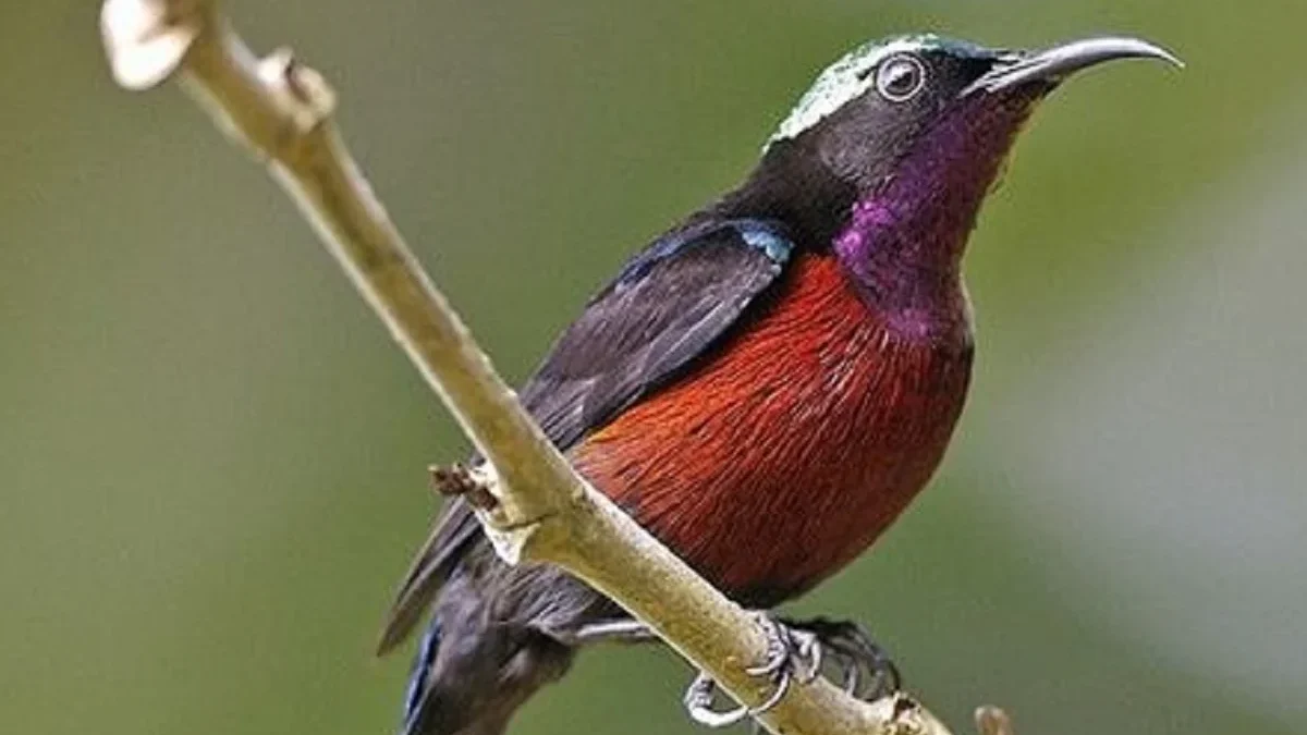 8 Fakta Menarik Tentang Burung Leptocoma sperata, Burung Pemakan Madu yang Memiliki Suara yang Sangat Merdu 