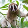5 Fakta Menarik Tentang Nycticebus javanicus, Primata Nokturnal yang Langka 