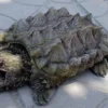 12 Fakta Tentang Kura-kura alligator, Jenis Kura-kura yang Sangat Besar 