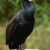 12 Fakta Menarik Burung Pecuk Padi Besar, Burung yang Memiliki Penggilan yang Unik