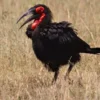 10 Fakta Menarik Tentang Rangkong Tanah Selatan, Burung yang Sangat Unik Sekali 