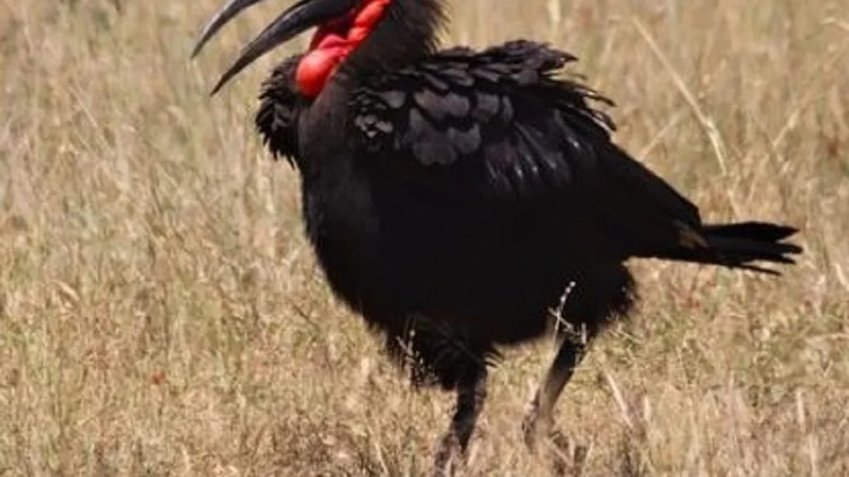 10 Fakta Menarik Tentang Rangkong Tanah Selatan, Burung yang Sangat Unik Sekali 