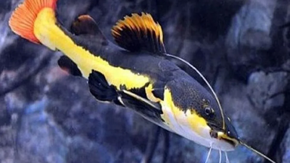 8 Fakta Menarik Tentang Ikan Red Tail Catfish, Ikan Lele yang Sangat Eksotis dan Biasa Menjadi Peliharaan