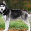 10 Fakta Menarik Anjing Siberian Husky, Anjing yang Tangguh dan Memiliki Ketahanan Tubuh yang Luar Biasa
