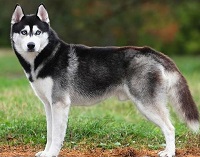 10 Fakta Menarik Anjing Siberian Husky, Anjing yang Tangguh dan Memiliki Ketahanan Tubuh yang Luar Biasa