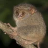 5 Fakta Menarik Tentang Tarsius, Primata Nokturnal Terkecil di Dunia dan Memilki Mata yang Besar 