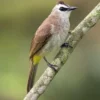16 Fakta Mengenai Burung Trucuk Kebo, Burung yang Memiliki Kicauan yang Sangat Merdu 