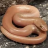 11 Fakta ular Rubber boas, Jenis Ular yang Sangat Jinak dan juga Sangat Disukai Oleh Para Pecinta Ular 