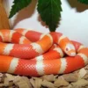 12 Fakta Tentang Ular Susu, Jenis Ular yang Bisa Dipelihara dan Sangat Populer Dikalangan Para Pecinta Reptil 