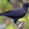 7 Fakta Mencengangkan Burung Gagak Banggai yang Jarang Diketahui
