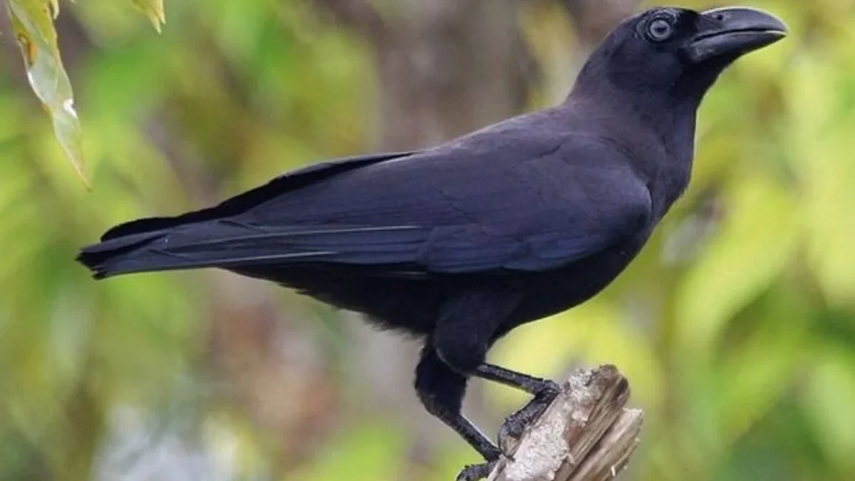 7 Fakta Mencengangkan Burung Gagak Banggai yang Jarang Diketahui