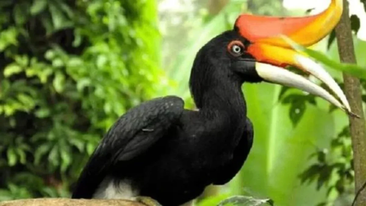 Mengenal Burung Rangkong: Sang Penguasa Langit Tropis