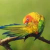 Kisah Menarik di Balik Bulu Berwarna-warni Burung Perkici Pelangi